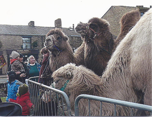 Camels in St Paul's Church gardens, Bridge Street
06-Religion-01-Church Buildings-001-Church of England  - St. Paul, Bridge Street, Ramsbottom
Keywords: 2012