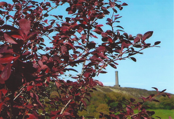 View of Holcombe Tower from Redisher Woods 
17-Buildings and the Urban Environment-05-Street Scenes-013-Holcombe Brook Area
Keywords: 2012