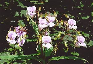 Filename=RHSDC21-COMP-HPC2012TH-013.JPG
Filesize=227KiB
Dimensions=1800x1239
Date added=Feb 07, 2026 RHSDC21-COMP-HPC2012TH-013.JPG