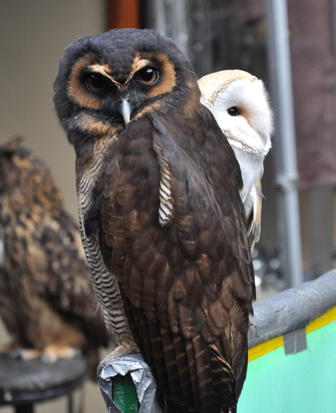 Owls at Ramsbottom Christmas Market 
14-Leisure-04-Events-006-Markets
Keywords: 2013