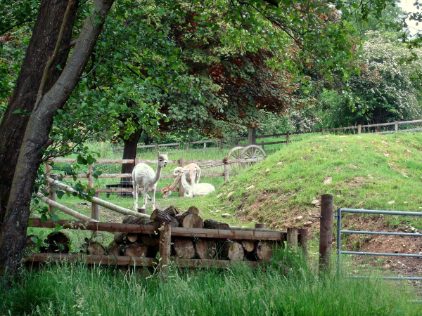 Llamas near the River Irwell 
19-Animals and Plants-01-General-000-General

Keywords: 2013