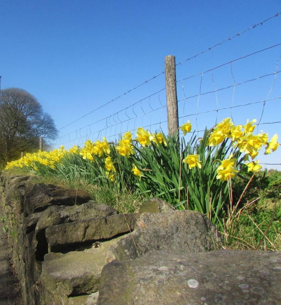 Daffodils on Holcombe hill 
18-Agriculture and the Natural Environment-03-Topography and Landscapes-001-Holcombe Hill
Keywords: 2015