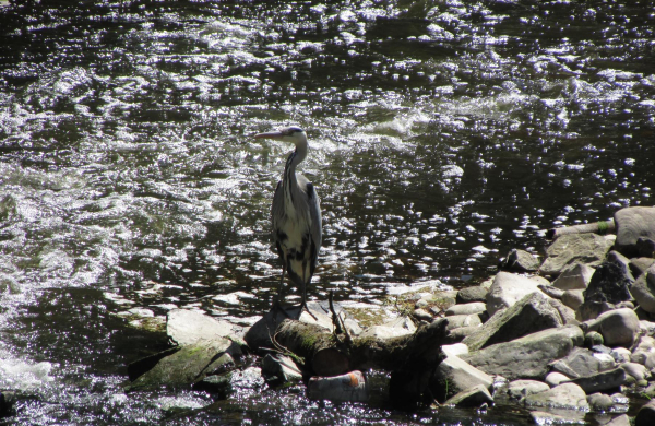 heron in the River Irwell at Summerseat 
17-Buildings and the Urban Environment-05-Street Scenes-028-Summerseat Area
Keywords: 2017