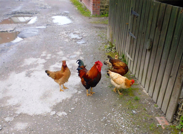 Roberts Street, Stubbins
17-Buildings and the Urban Environment-05-Street Scenes-027-Stubbins Lane and Stubbins area
Keywords: 2017