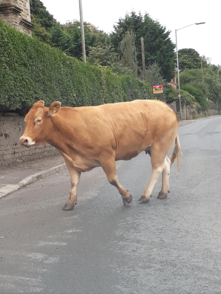 Cows going back to fields after milking Park Farm  
19-Animals and Plants-01-General-000-General
Keywords: 2018