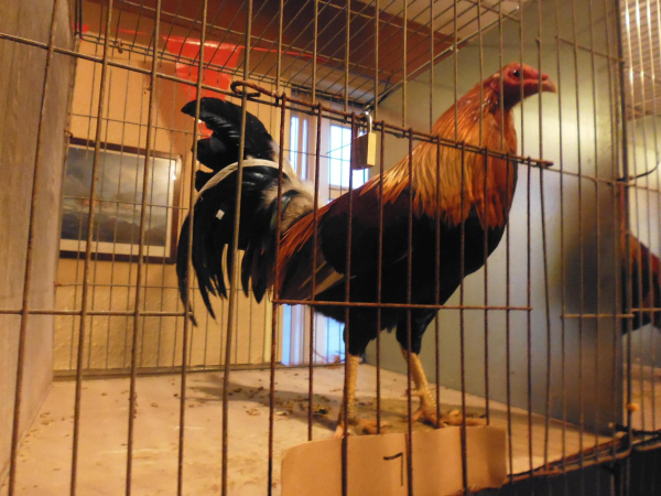 Holcombe Old English Game Fowl Club Show
14-Leisure-04-Events-000-General
Keywords: 2018