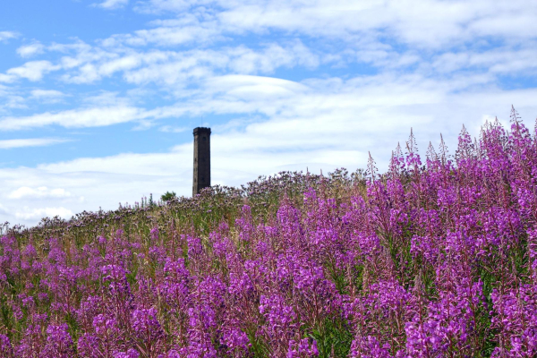 Rosebay Willowherb blooming on Holcome Hill 
19-Animals and Plants-01-General-000-General
Keywords: 2018