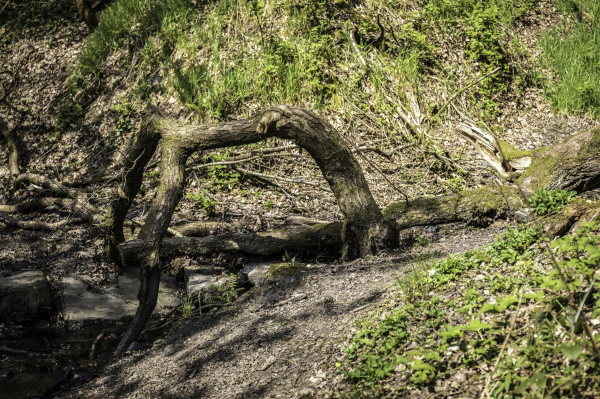 Tree Sculpture ? On the way through the woods at the back of Robin Road, taken in April. 
17-Buildings and the Urban Environment-05-Street Scenes-028-Summerseat Area
Keywords: 2019