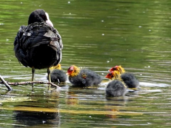 Ducks on Springwood Lodge 
17-Buildings and the Urban Environment-05-Street Scenes-006-Carr Street and Tanners area
Keywords: 2019