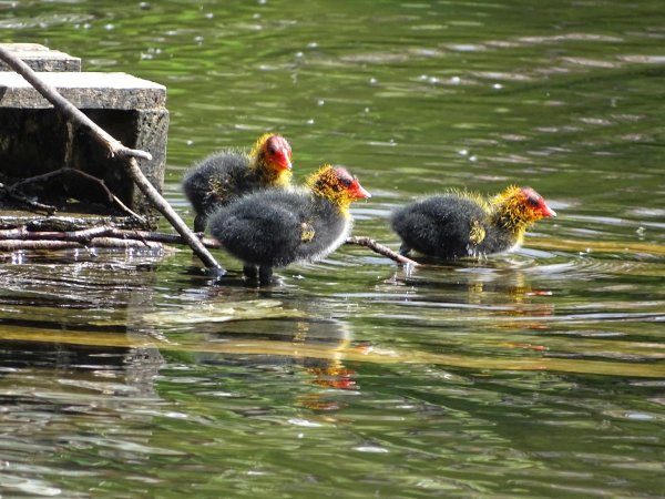 Ducks on Springwood Lodge 
17-Buildings and the Urban Environment-05-Street Scenes-006-Carr Street and Tanners area
Keywords: 2019