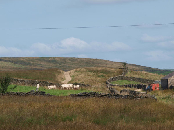 Cows on Holcombe Moor  
17-Buildings and the Urban Environment-05-Street Scenes-014-Holcombe Village
Keywords: 2021