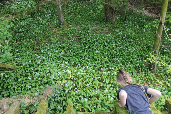 Wild Garlic Nuttall Park
14-Leisure-01-Parks and Gardens-001-Nuttall Park General
Keywords: 2023