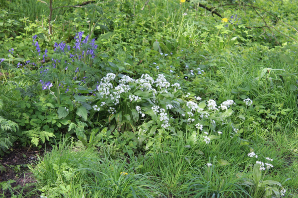 Blue Bells and Wild Garlic Nuttall Road 
17-Buildings and the Urban Environment-05-Street Scenes-019-Nuttall area
Keywords: 2023