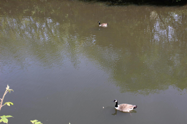 Geese on River Irwell by Ramsbottom Wharf Geese on River Irwell
17-Buildings and the Urban Environment-05-Street Scenes-003-Bridge Street
Keywords: 2023