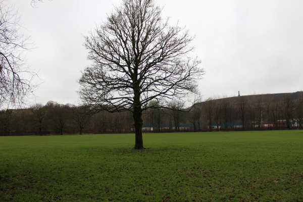 Tree in Nuttall Park 
14-Leisure-01-Parks and Gardens-001-Nuttall Park General
Keywords: 2023