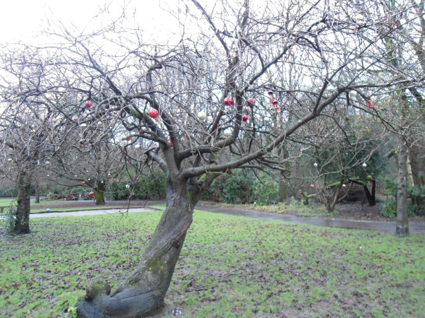 Tree Decorated for Xmas in Nuttall Park
14-Leisure-01-Parks and Gardens-001-Nuttall Park General
Keywords: 2023