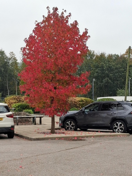 Tree in Autum Bloom Aldi car park Ramsbottom
17-Buildings and the Urban Environment-05-Street Scenes-022-Railway Street
Keywords: 2025