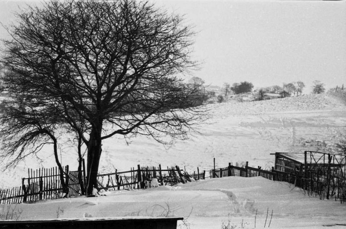 Church Fields from the back garden of 179, Bolton Street, circa Winter 1958. The fence blew down that year
14 - Leisure - 01 - Parks and Gardens
Keywords: Bury-Archive