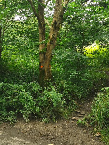 Water Treatment work by United Utilities in Nuttall Village from 2023 - 2026
17-Buildings and the Urban Environment-05-Street Scenes-019-Nuttall area
