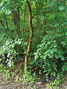 Filename=RHSDC21-COLL-UTIL-008.jpg
Filesize=661KiB
Dimensions=1350x1800
Date added=Feb 20, 2026 RHSDC21-COLL-UTIL-008.jpg