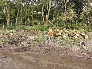 Filename=RHSDC21-COLL-UTIL-028.jpg
Filesize=775KiB
Dimensions=1800x1350
Date added=Feb 20, 2026 RHSDC21-COLL-UTIL-028.jpg